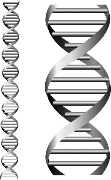 Dna double helix free vector download (184 Free vector) for commercial ...