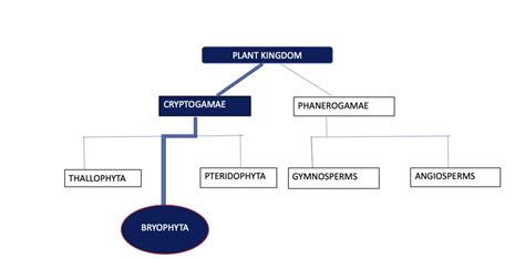 Bryophyta: Classification and Identification of Bryophytes : Plantlet