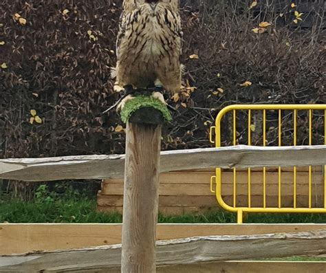 Leeds Castle Falconry Experiences - All You Need to Know BEFORE You Go