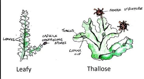 The plant body of a liverwort is thalloid