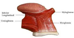 Styloglossus Muscle - Origin, Insertion, Function