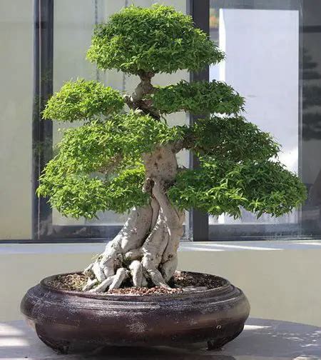 Bonsai Fertilizing Tips