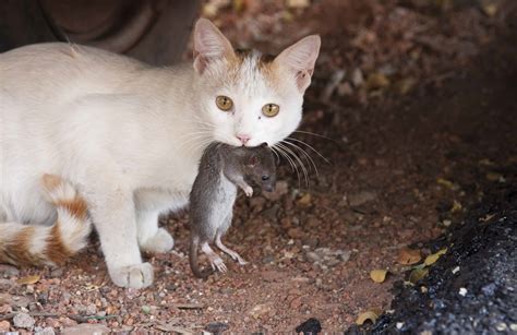 A,Cat,With,A,Rat - Pointe Pest Control: Chicago Exterminator & Pest ...