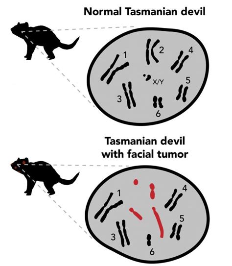 Tasmanian Devil Cancer