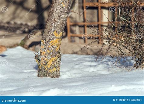 Spring Nature Landscape with Melting Snow Stock Photo - Image of meadow ...