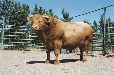 Beefalo are a fertile hybrid offspring of domestic cattle, Bos taurus ...