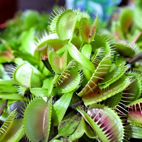 Dionaea Muscipula Venus Flytrap Flower Seeds