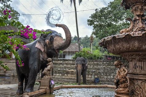 Ceremonial Elephant Sprays Water Fountain Its Body Adjacent Temple ...