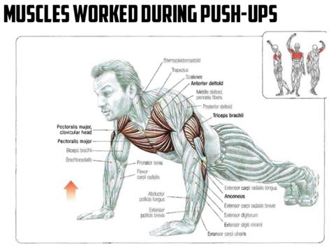 Muscles Worked During Push-Ups - Healthy Fitness Workout Chest ...