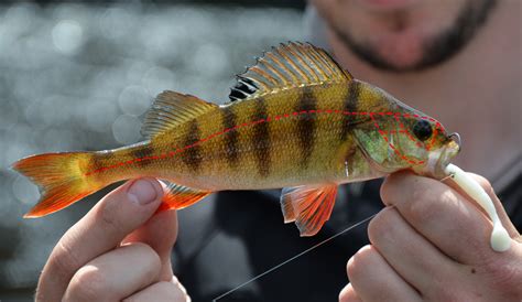 What is the lateral line in fish? - Off the Scale magazine