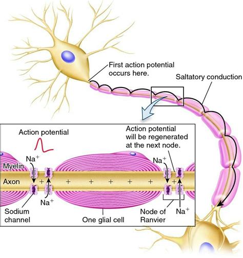 Saltatory conduction | Study biology, Biology lessons, Biology