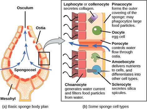 Morphology of Sponges | Biology for Majors II