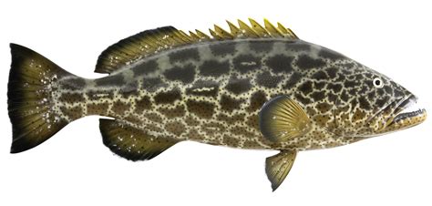 Black grouper - Alchetron, The Free Social Encyclopedia