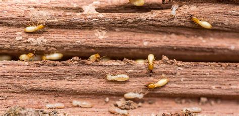 All You Need To Know About Termite Infestation & What To Do About Them