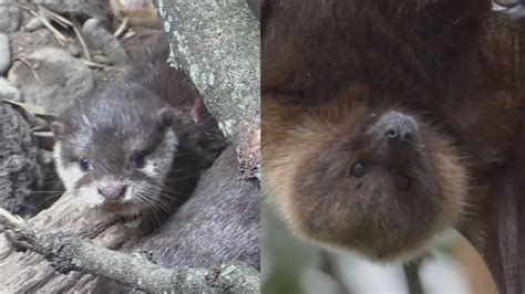 Bronx Zoo adds an otter pup, a colony of fruit bats to its JungleWorld ...