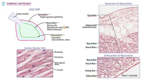 Histology: Cardiac Histology | ditki medical & biological sciences