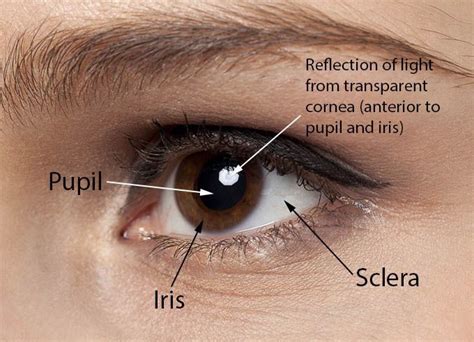 Color of Your Sclera Is a Cue for Your Health, Attractiveness and Age ...