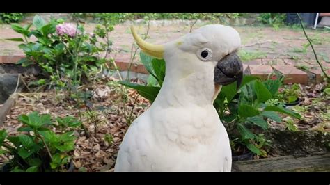 The funny cockatoo bird crashed into my backyard and became my shadow ...