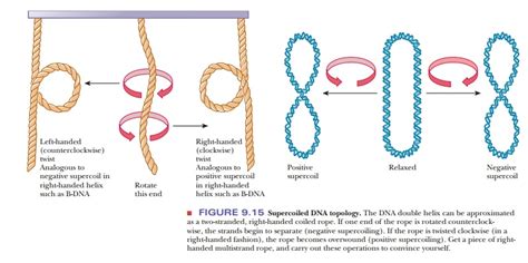 How does prokaryotic DNA supercoil into its tertiary structure?