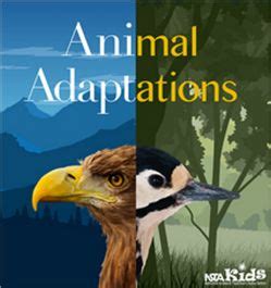 Animal Adaptations