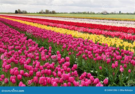 Colorful rows of tulips stock photo. Image of flower - 24941396