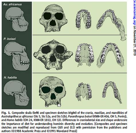 The evolution of teeth structures in mammalian species correlated to ...