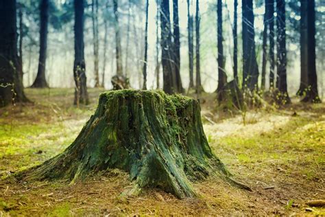 How to Rot a Tree Stump? — Our Tips to Do it Fast (that Work)