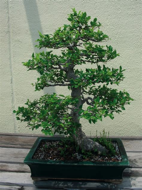 Celtis sinensis - Trees and Shrubs Online