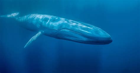 Blue Whale Wallpaper (62+ pictures) - WallpaperSet