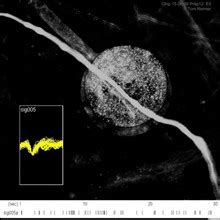 3D-Simulation of Action Potential Propagation in a Squid Giant Axon