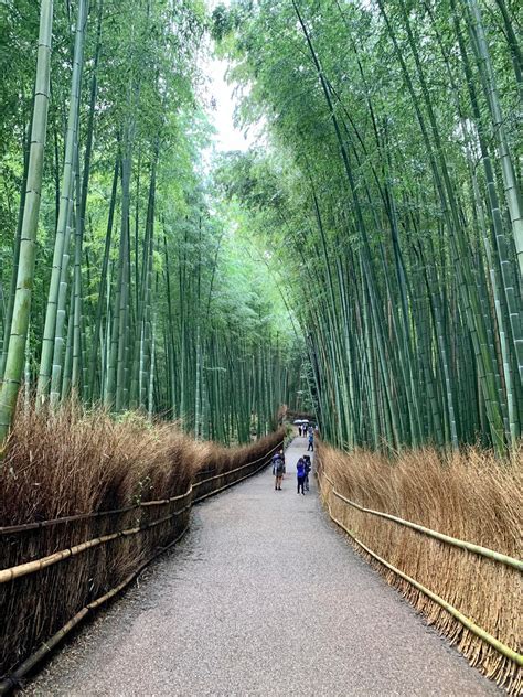 Arashiyama Bamboo Grove in Kyoto - Alo Japan