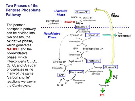 PPT - Carbohydrate Metabolism 1: Pentose Phosphate Pathway ...