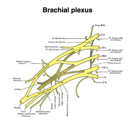 Brachial plexus (Gray's illustrations) | Radiology Case | Radiopaedia.org