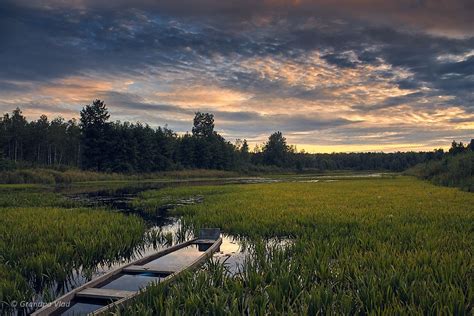 silent place... - Belarusian National Park "Belavezhskaya Pushcha", old ...