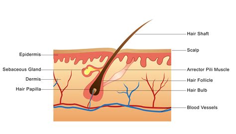 3 Important Keys To Increasing Hair Count Fast - Avoid A Bald Head ...