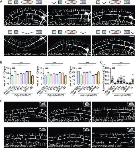 Structure-function analysis of CHDP-1 in dendrite development. (A ...