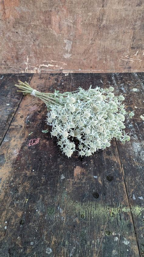 Dried Sea Holly Eryngium White Glitter Naturally Dried Flowers Thistle ...