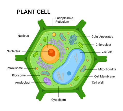 4,700+ Plant Cell Structure Stock Illustrations, Royalty-Free Vector ...