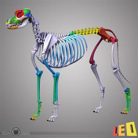 canine skeleton bones 3d model