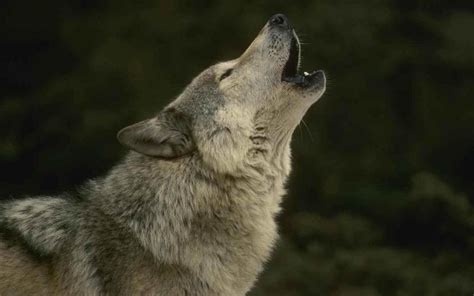 Wolf Howling Wallpapers - Wallpaper Cave