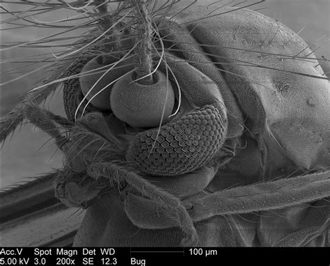 10 Fascinating Photos Of A Gnat Under An Electron Microscope. The Eye ...