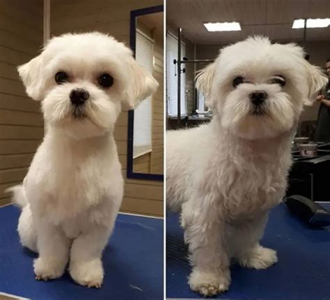 14 Best Maltese Haircuts for Dog Lovers in 2020 | Maltese haircut ...