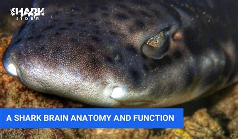 A Shark Brain Anatomy And Function | Shark Sider