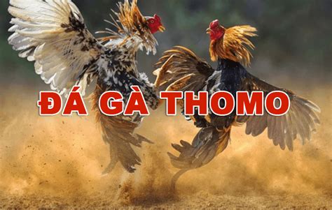 Đá Gà Thomo Hôm Nay | Xem Trực Tiếp Gà Chọi C1 Mới Nhất | Dagathomor