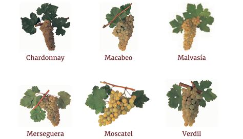 Grape varieties - DO Valencia