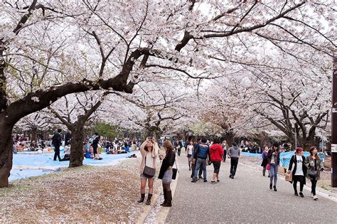 Cherry blossoms at Yoyogi Park in Harajuku Tokyo Travel Blog, Budget ...