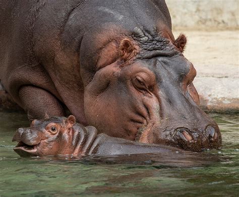 Beautiful Baby Hippo | San Diego Zoo Wildlife Explorers