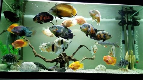 9 Perfect Oscar Tank Mates. Oscar cichlids are hugely popular in… | by ...