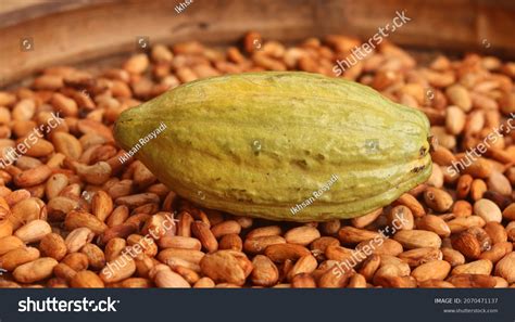 Cocoa Pods Ripen On Dry Fermented Stock Photo 2070471137 | Shutterstock