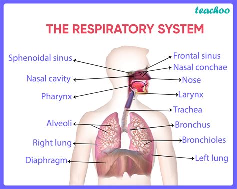 Human Respiratory System - Diagram + Flow Chart - Teachoo